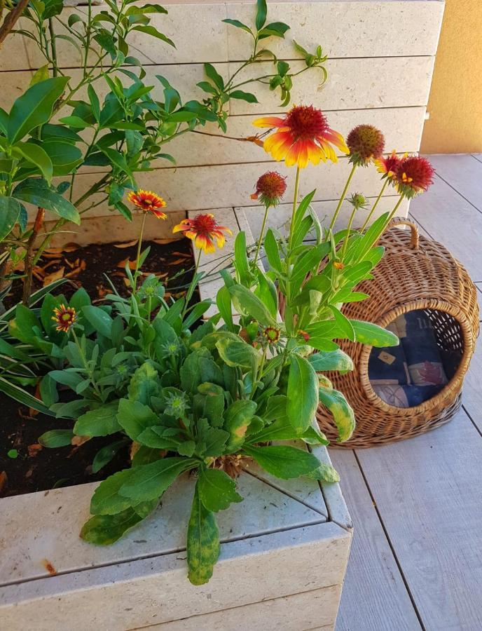 Apartmani Vrancic Mandre Kültér fotó
